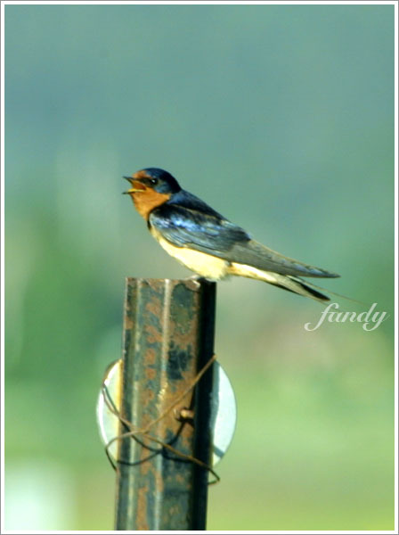 不知名的可愛小鳥