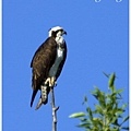 對照公園簡介，覺得這個應該是 Osprey