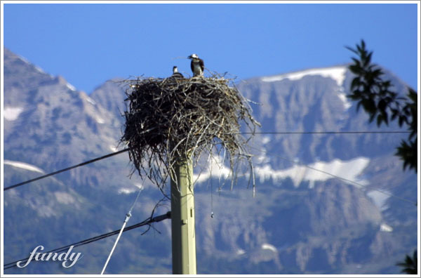 竟然在電線杆上築巢！XD