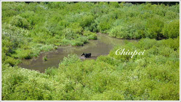 又見 Moose 漫步水中！