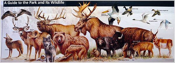 黃石公園地圖上的野生動物介紹