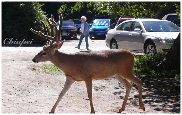 停車場的鹿