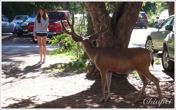 好像是小鹿，很好奇的樣子