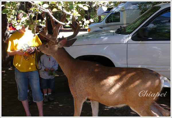 『給我蘋果！』
