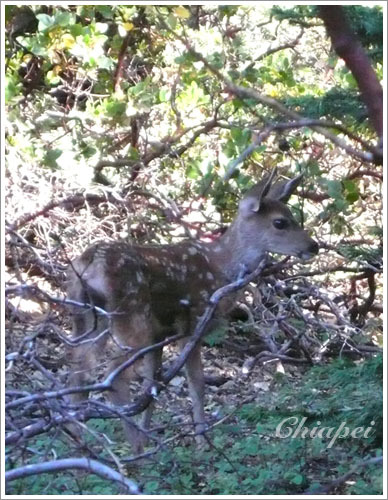 遇到一直小鹿班比