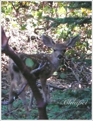 耳朵快要比頭大了 XD