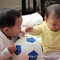 7/13 小宇來家裡玩,兩個人搶布球的小標籤啃..