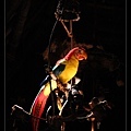 TiKi room