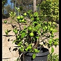 我心愛的檸檬樹