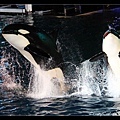 看完煙火還可以看殺人鯨表演