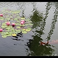 蓮葉何田田，魚戲蓮葉間