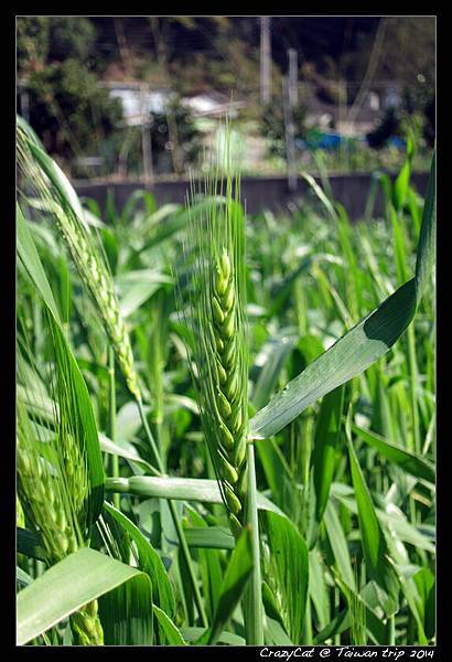 來自金門的小麥，開花結穗了