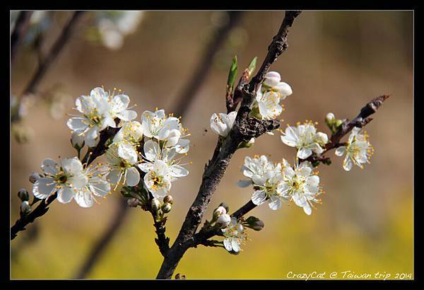 這是梅花還是李花？