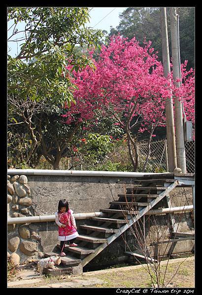 小狗爬不太上樓梯