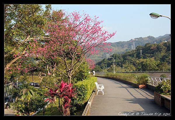 這裡的櫻花也盛開