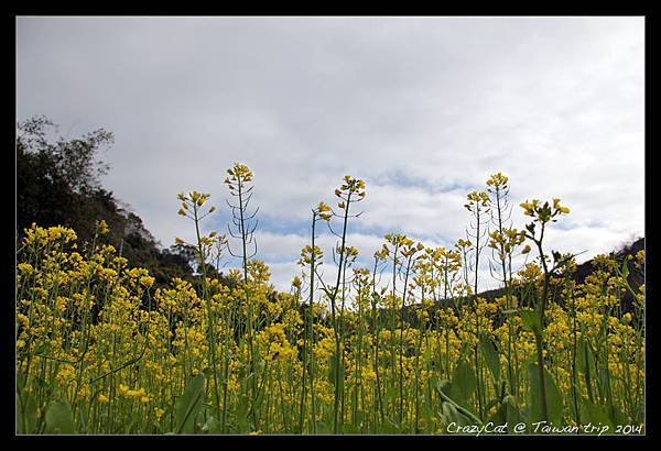 2/2 油菜花特寫