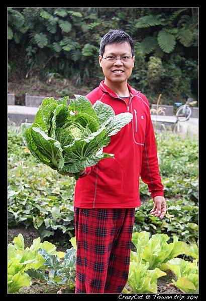 超漂亮超大棵的高麗菜