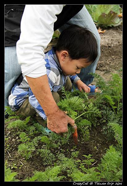 嘿唷嘿唷拔不動