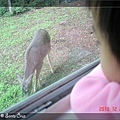 12/24 房間窗外的鹿!