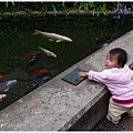 8/1 散步到魚池看魚