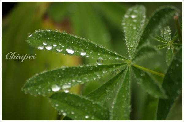 某種野花的漂亮葉子（及水滴）