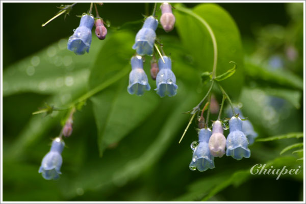 粉藍色和粉紅色的小鈴鐺花