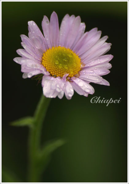 這兩張的對焦有一點點不同