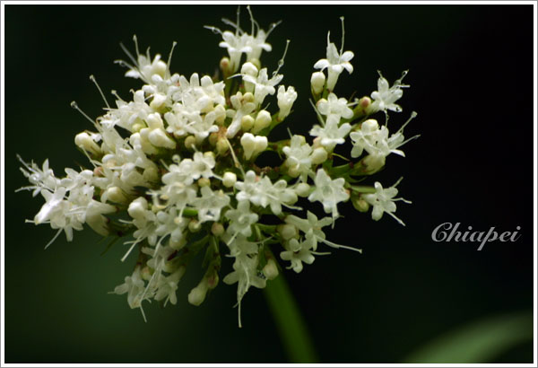 開成繡球狀的白色小花