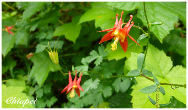這個小紅花很妙，長得像一頂皇冠
