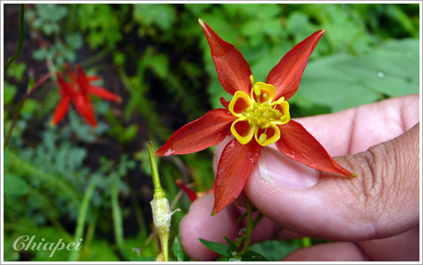 從花心看是這個樣子，也很有趣