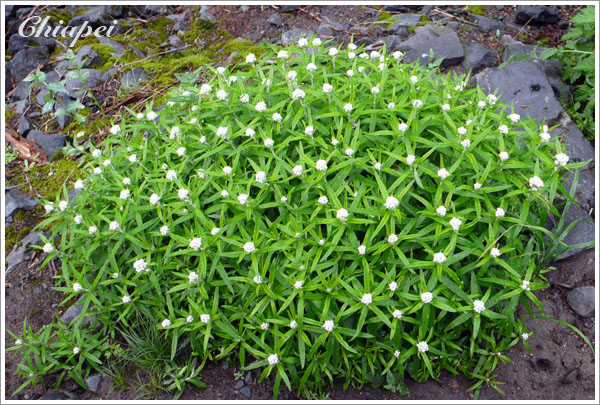 夫夫給這花取名『小包子花』 XD