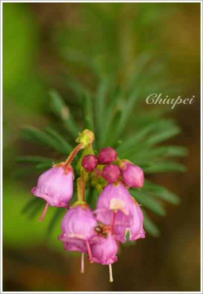 粉紅色小鈴鐺花