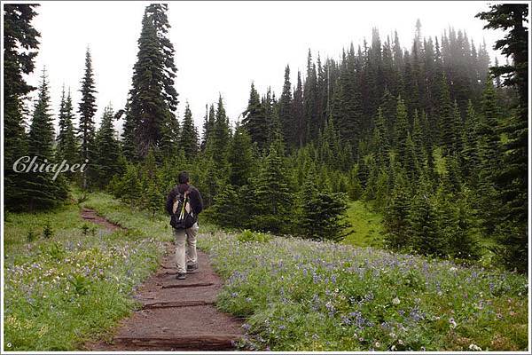 沿途的草原開滿了各式各樣的野花