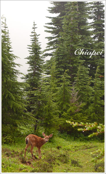 撞見一隻小鹿斑比