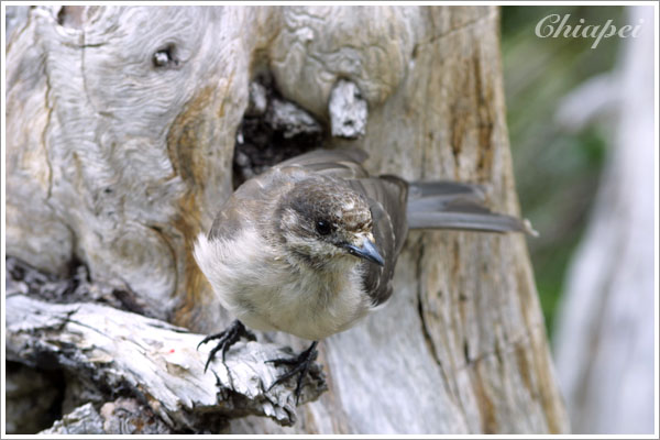 竟然趁我不備，搶走了我的吐司，可惡！