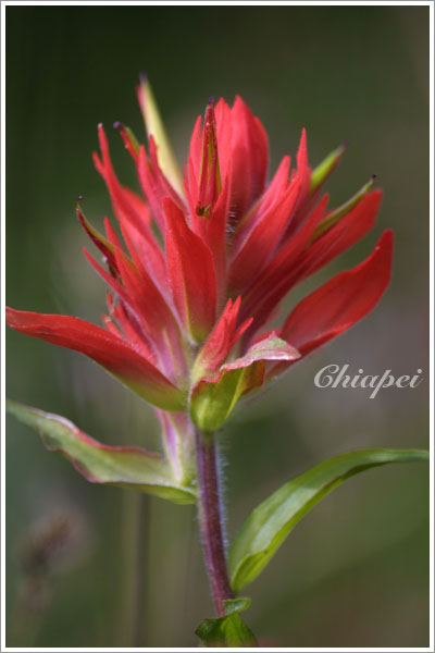 Margenta/Scarlet Paintbrush