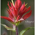 Margenta/Scarlet Paintbrush