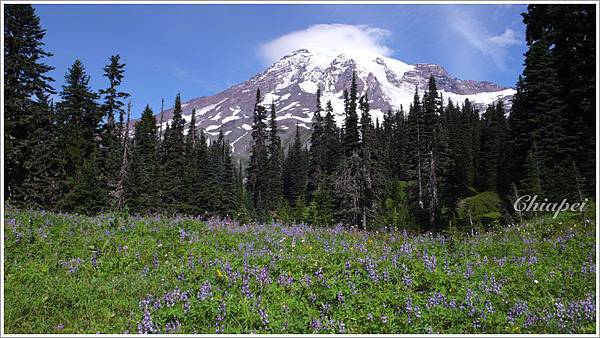 紫花映襯的 Rainier