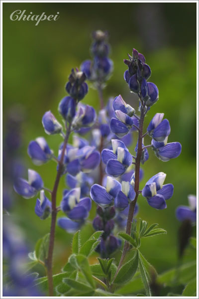 Lupine