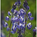 Lupine