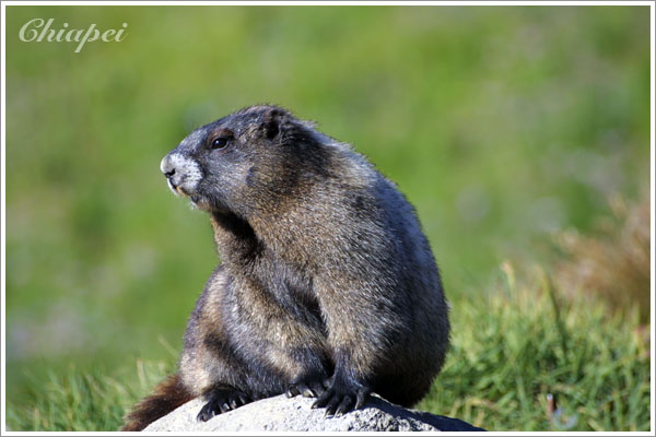 marmot 特寫