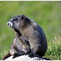 marmot 特寫