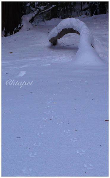 不知道什麼動物的腳印