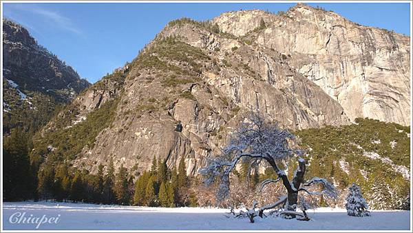 平原上孤單的大樹