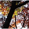 11/26 校園楓紅 (iii)