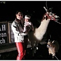 12/19 寶寶看駱馬（llama）