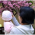 2/6 「媽媽指櫻花給我看」