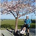 4/1 學校的櫻花開了