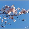 4/1 很漂亮的櫻花