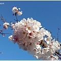 4/1 賞櫻花